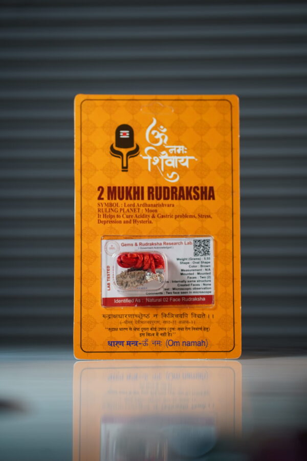 2 Mukhi Rudraksha