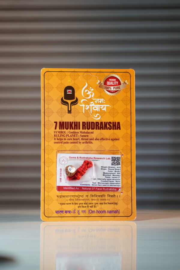 7 Mukhi Rudraksh